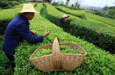 多喝茶，生活更美好——2020年全球茶葉消費量將超600萬噸